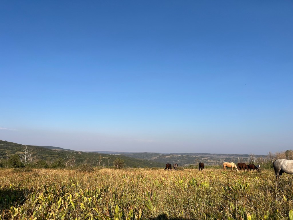 Horses in the evening at Uncompahgre Adventures
