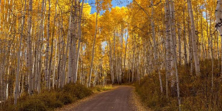 Fall colors on the Uncompahgre Plateau